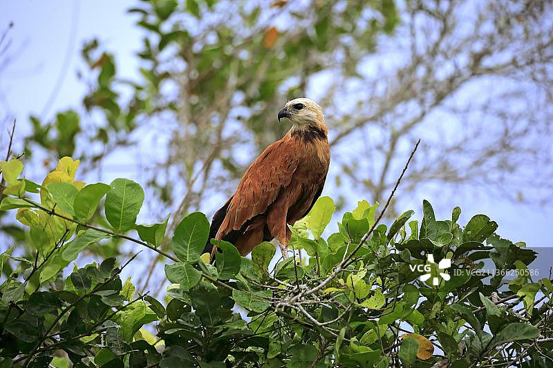 黑领鵟（学名：Busarellus nigricollis），潘塔纳尔，马托格罗索，巴西，南美洲图片素材