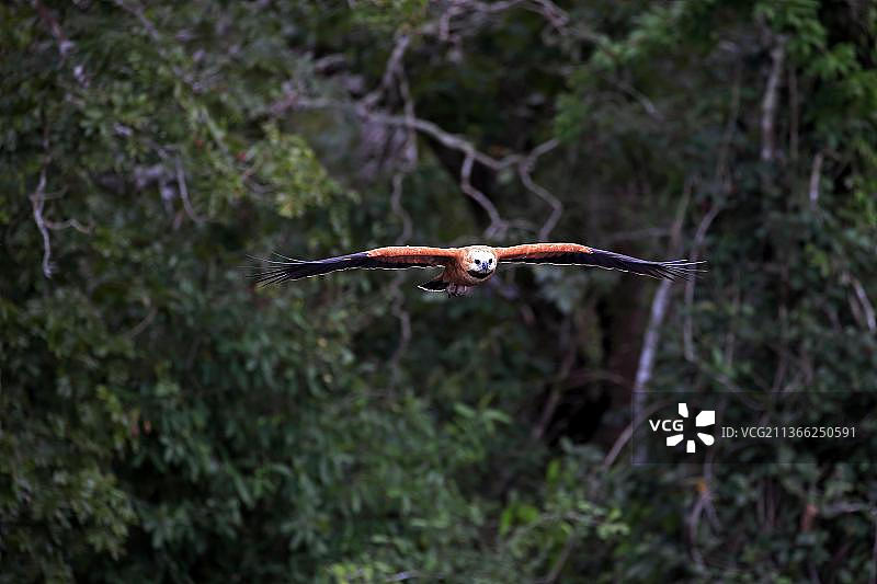 黑领鵟（学名：Busarellus nigricollis），潘塔纳尔，马托格罗索，巴西，南美洲图片素材