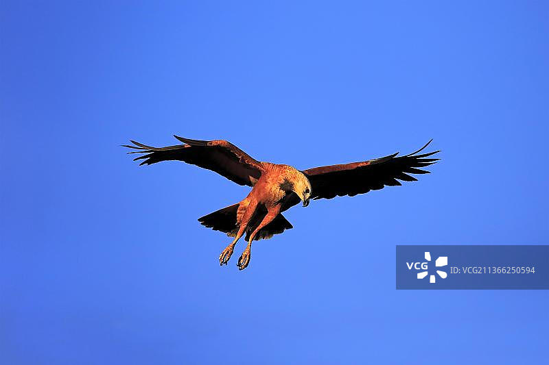 黑领鵟（学名：Busarellus nigricollis），潘塔纳尔，马托格罗索，巴西，南美洲图片素材