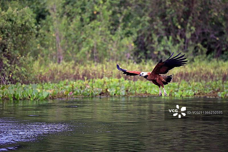 黑领鵟（学名：Busarellus nigricollis），潘塔纳尔，马托格罗索，巴西，南美洲图片素材