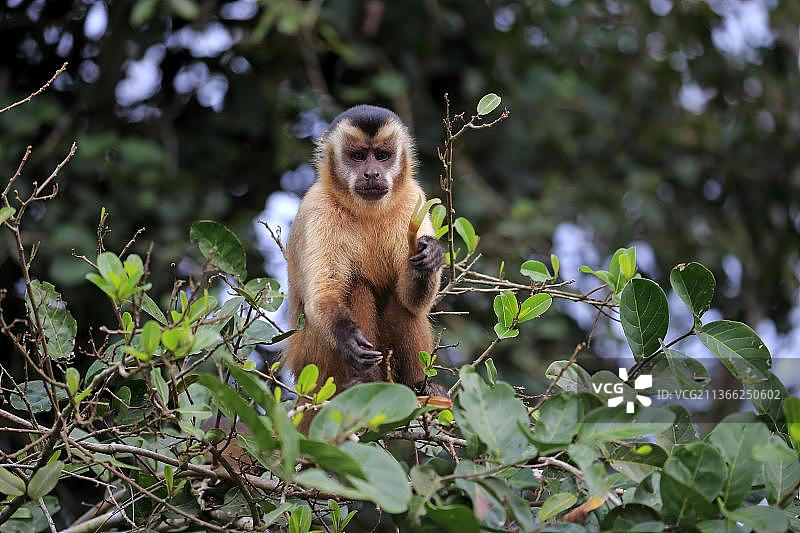 簇绒卷尾猴，巴西马托格罗索州潘塔纳尔图片素材