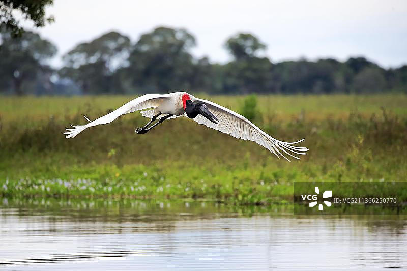 美洲鹮（Jabiru mycteria），成年飞行，巴西马托格罗索潘塔纳尔，南美洲图片素材
