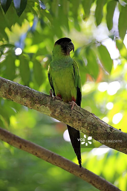 南达锥尾鹦鹉，成鸟在树上，潘塔纳尔，马托格罗索，巴西，南美洲图片素材