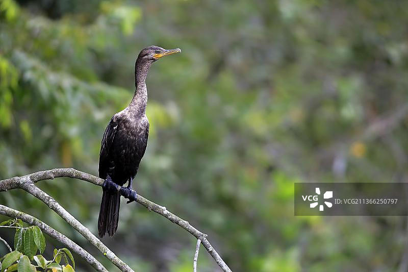 新热带鸬鹚亚成体栖息在树枝上图片素材