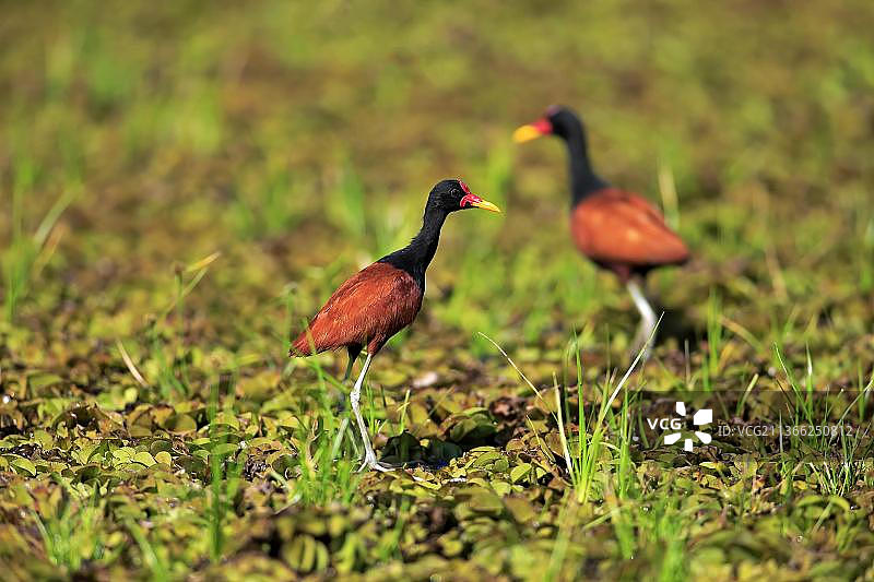 栗耳水雉成年配偶在巴西马托格罗索湿地觅食图片素材