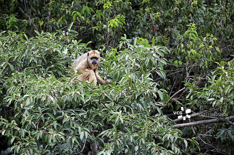 黑色的卡拉亚吼猴，在树上寻找食物图片素材