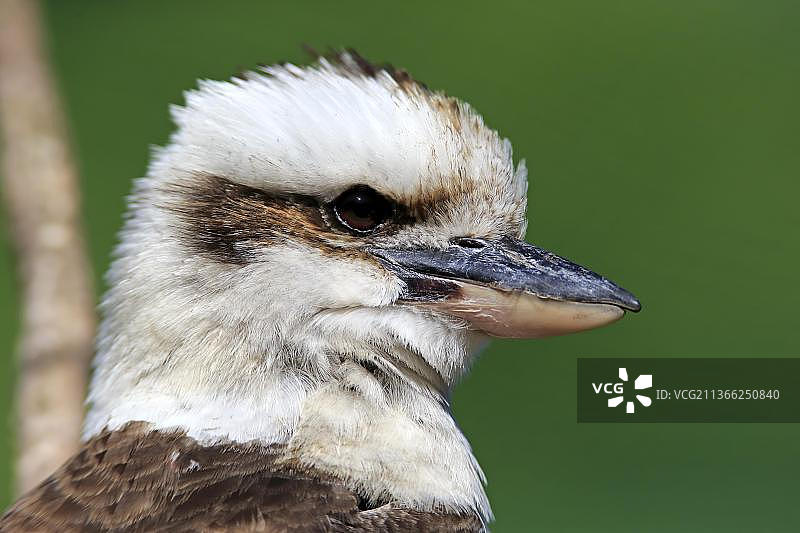 笑翠鸟（Dacelo gigas），成年，澳大利亚，大洋洲图片素材