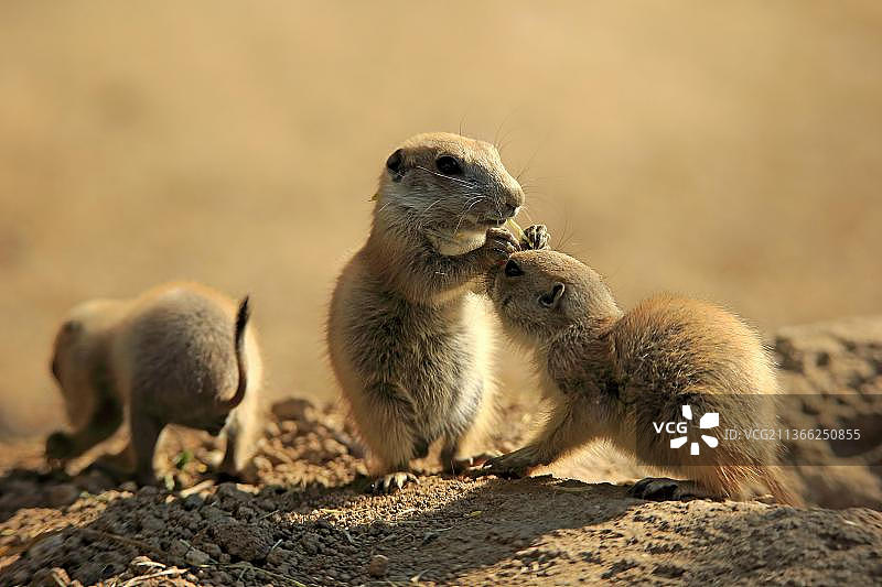 两只正在觅食的黑尾草原犬鼠幼崽图片素材