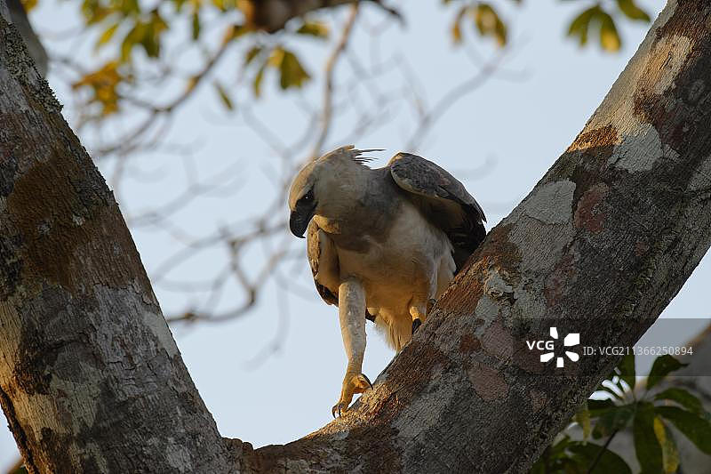 15个月大的未成熟美洲角雕，巴西亚马逊图片素材