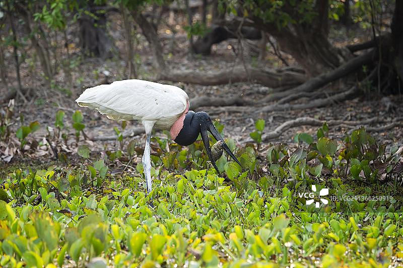 巨嘴鸟捕鱼及蚊虫骚扰，巴西马托格罗索州潘塔纳尔图片素材