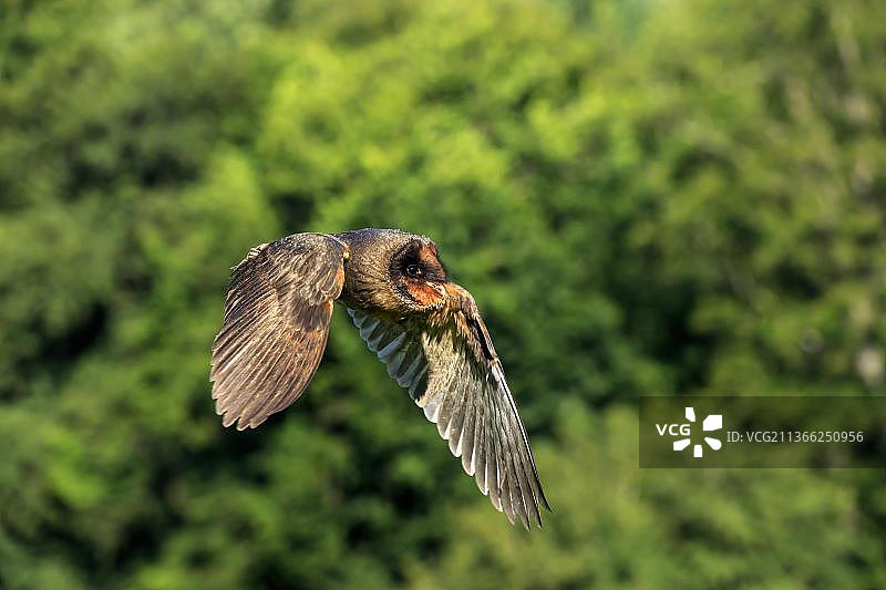 圣多美仓鸮图片素材
