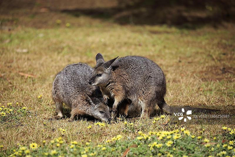达马袋鼠，两只成年袋鼠正在觅食，南澳大利亚袋鼠岛图片素材