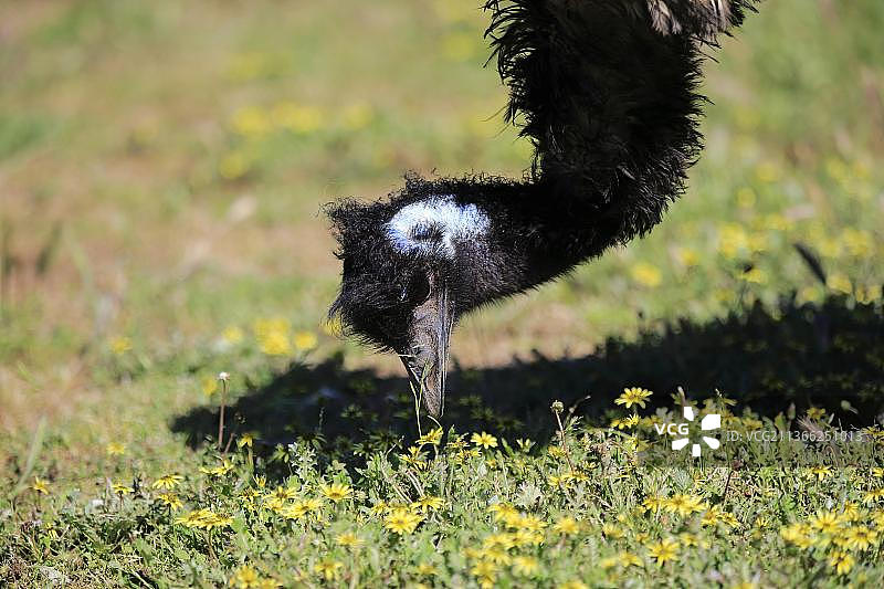 澳大利亚洛夫蒂山觅食的成年鸸鹋图片素材