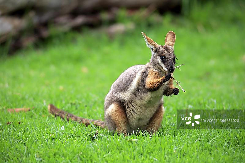 黄脚岩袋鼠，成年，澳大利亚，大洋洲图片素材