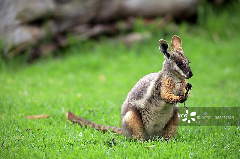 黄脚岩袋鼠，成年，澳大利亚，大洋洲图片素材