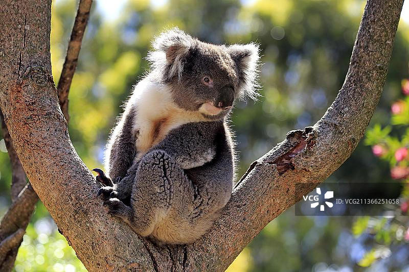 考拉（Phascolarctos cinereus），成年考拉在树上，袋鼠岛，南澳大利亚，澳大利亚，大洋洲图片素材