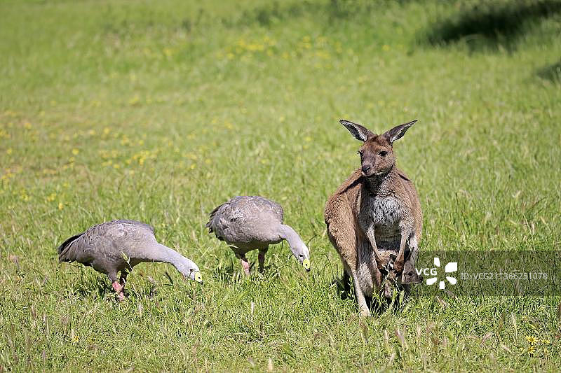 东部灰袋鼠：成年袋鼠和小袋鼠在草地上，巴伦角鹅，洛夫蒂山，南澳大利亚，澳大利亚，大洋洲图片素材