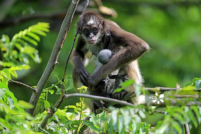 白腹蜘蛛猴（Ateles belzebuth），带着幼树的雌性，亚洲图片素材
