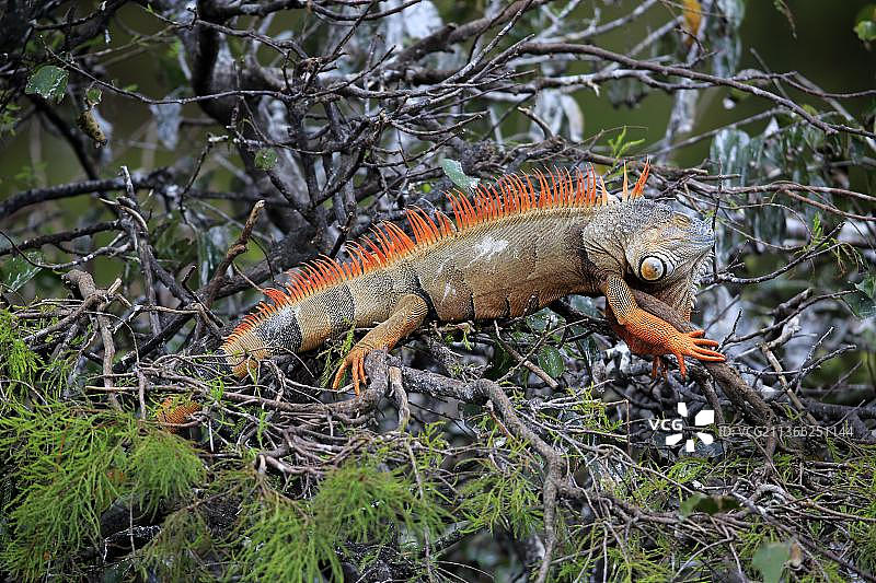 树上的绿色鬣蜥图片素材