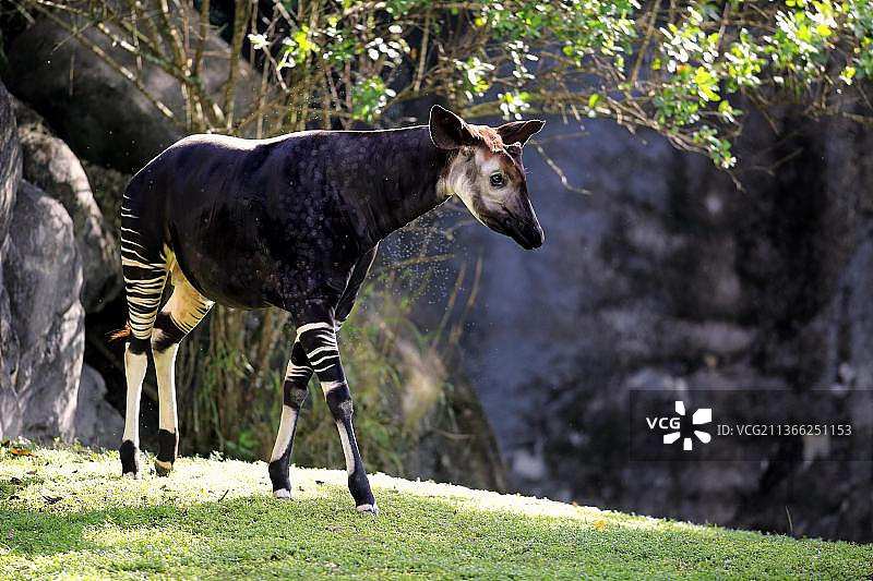 成年㺢㹢狓图片素材