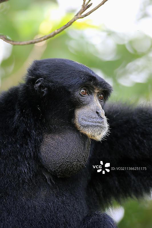 合趾猿，成年个体肖像，东南亚图片素材