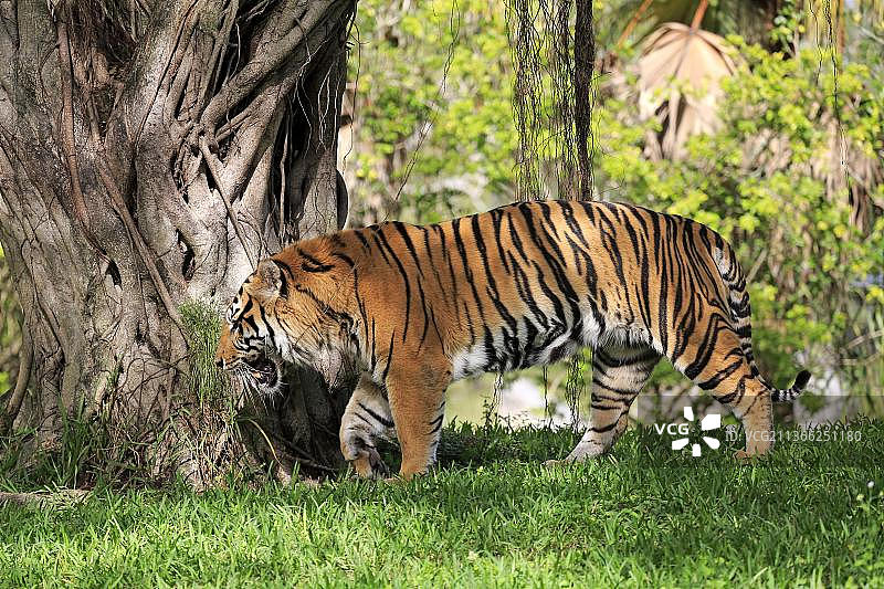 正在奔跑的成年雄性苏门答腊虎图片素材