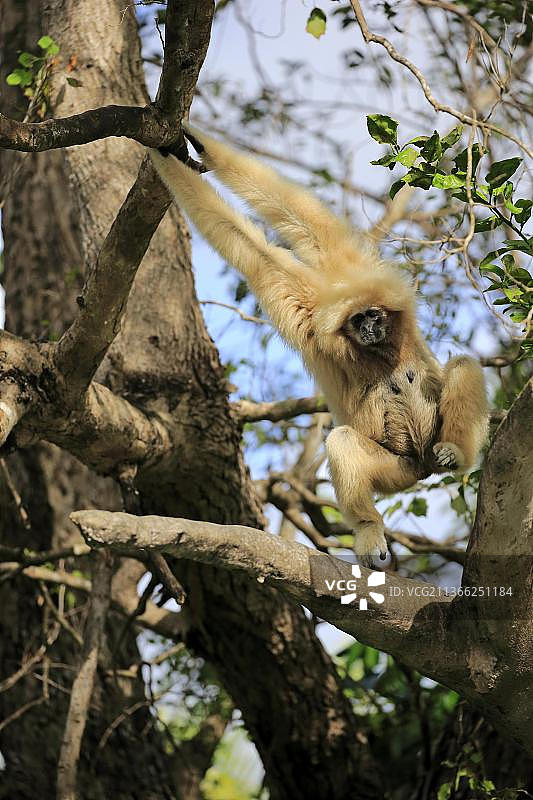 白掌长臂猿（Hylobates lar），成年雌性，东南亚图片素材
