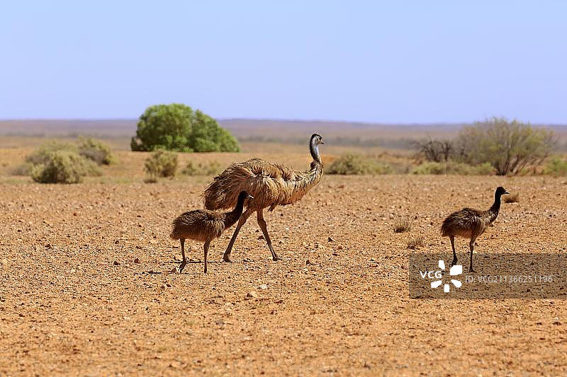 鸸鹋（Dromaius novaehollandiae），成年鸸鹋与幼崽在澳大利亚新南威尔士斯图尔特国家公园奔跑图片素材