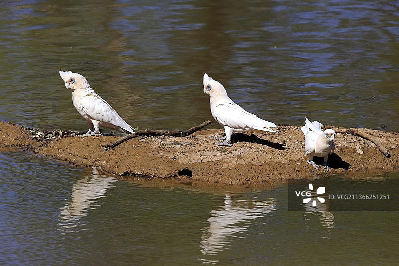 澳洲新南威尔士斯图尔特国家公园的小葵花凤头鹦鹉群在水中图片素材