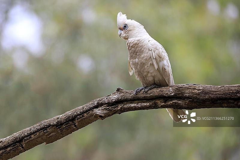 小葵花凤头鹦鹉，在新南威尔士州斯图尔特国家公园待命图片素材