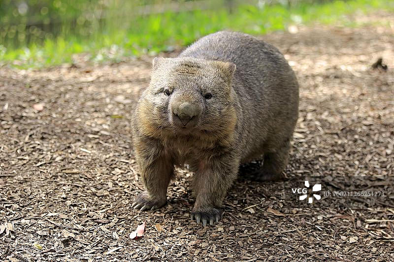 成年袋熊，南澳大利亚图片素材