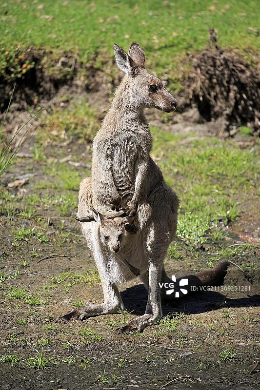 东部灰大袋鼠（巨袋鼠），成年雌性与幼崽在育儿袋中，幼崽探出头，位于澳大利亚新南威尔士州穆拉马朗国家公园的梅里海滩图片素材