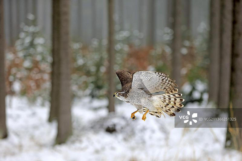 苍鹰，成年，捷克波西米亚-摩拉维亚高地图片素材