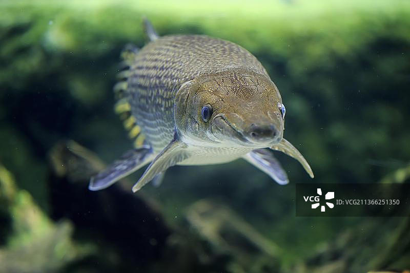 北美洲鳄雀鳝图片素材