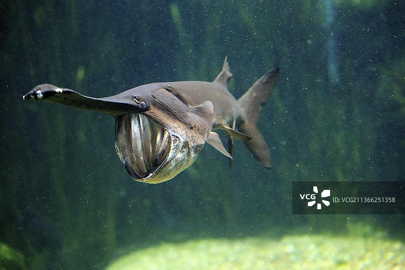 美洲(刮刀多齿)，分布于密西西比河，圈养，亚洲新加坡图片素材