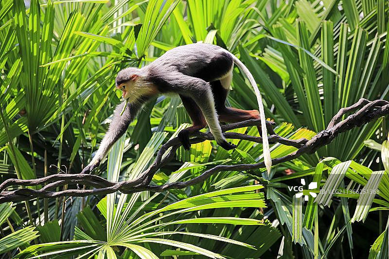 红腿白臀叶猴图片素材