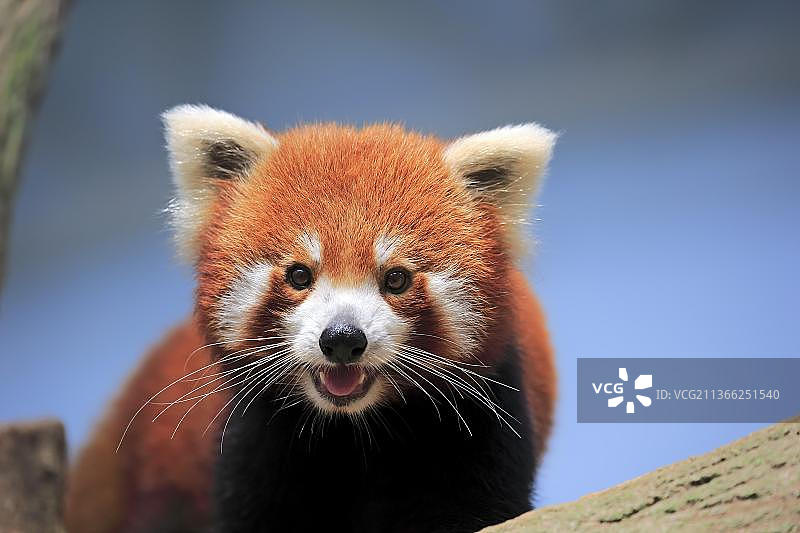 树上的成年小熊猫图片素材