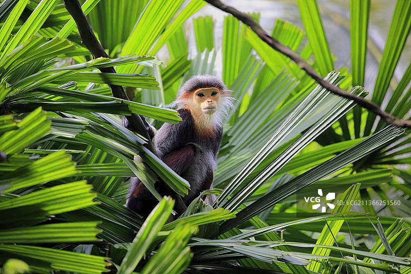 树上的红腿白臀叶猴图片素材