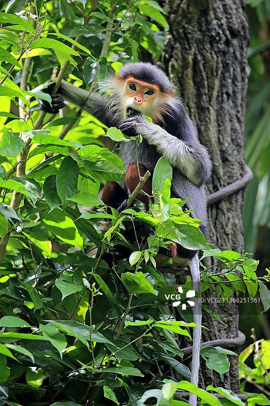 红腿白臀叶猴：成年猴在树上觅食图片素材