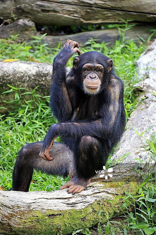 普通黑猩猩（Pan troglodytes），亚成年黑猩猩图片素材