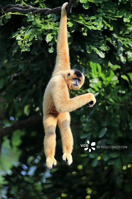 成年雌性黄颊长臂猿图片素材