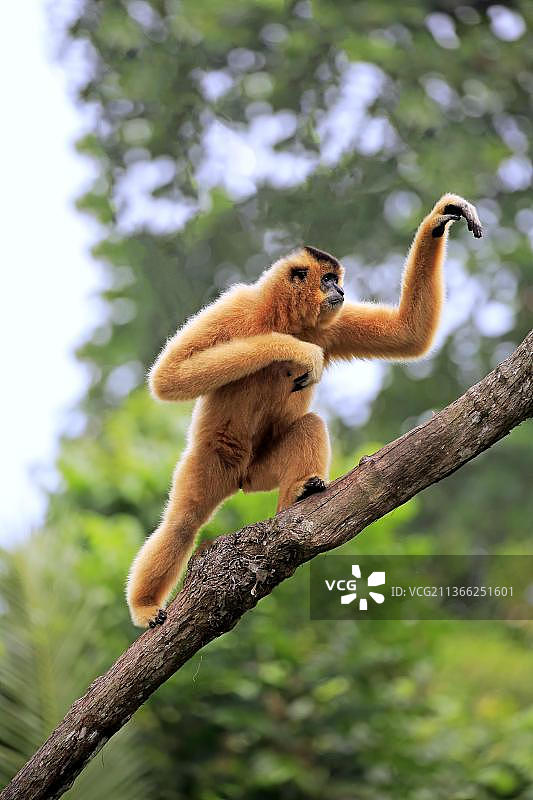 成年雌性黄颊长臂猿图片素材