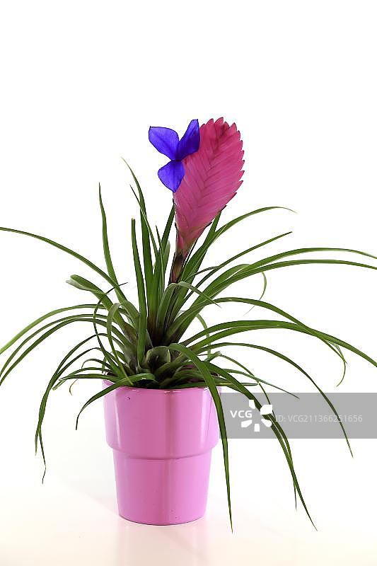 蓝色铁兰，欧洲，德国图片素材