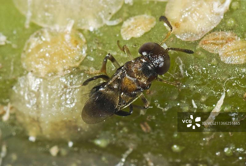 寄生蜂，用于介壳虫生物防治图片素材