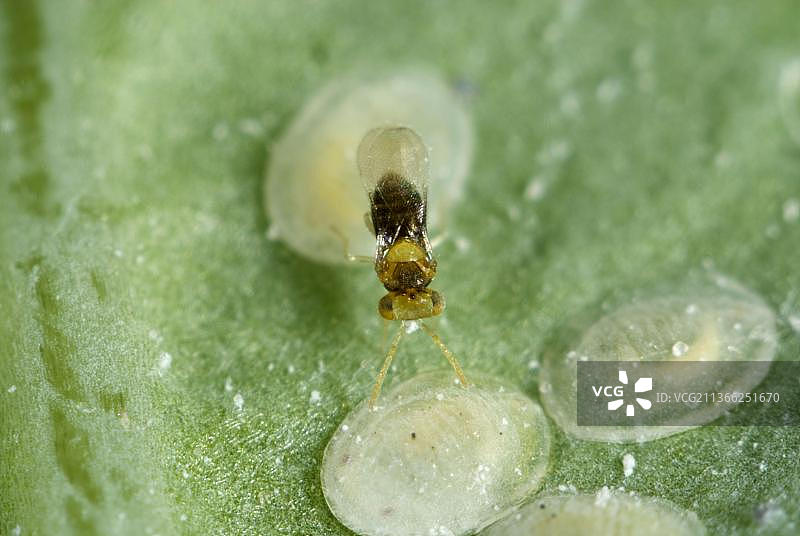 成年寄生蜂 Encarsia tricolor 将卵产在甘蓝粉虱 Aleyrodes proletella 的幼虫鳞片中图片素材