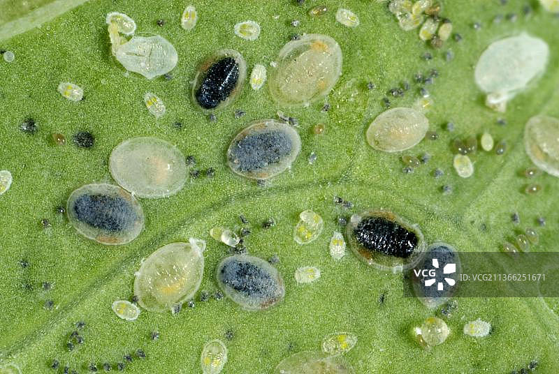 菜蛾鳞片昆虫图片素材