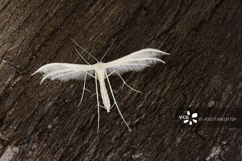 白羽蛾（Pterophorus pentadactyla）成虫，栖息在树皮上，英国牛津郡，欧洲图片素材