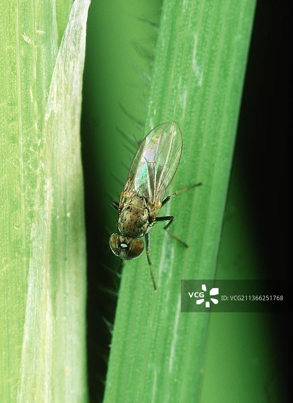 稻水蝇成虫在稻叶上图片素材