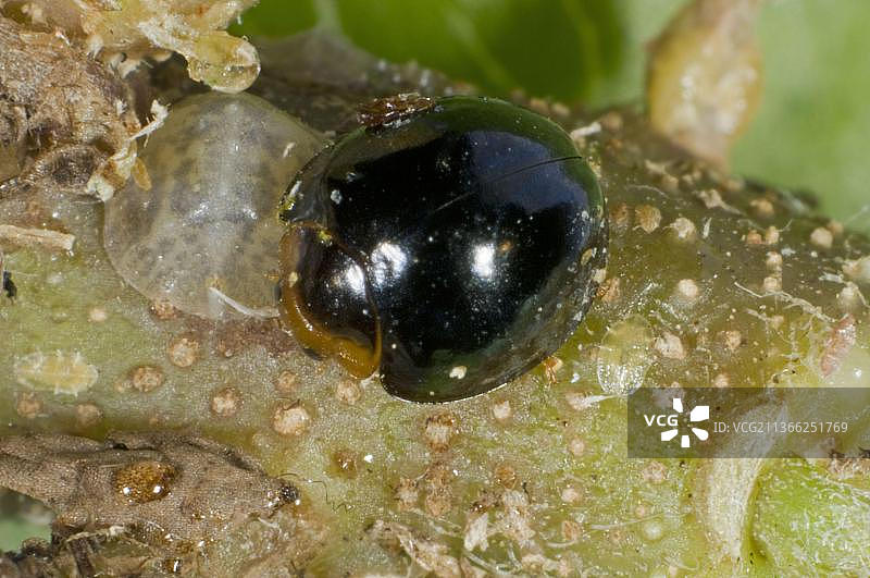 黑瓢虫，Chilocorus nigritus，用于保护作物中鳞翅目昆虫生物防治的商业捕食者图片素材