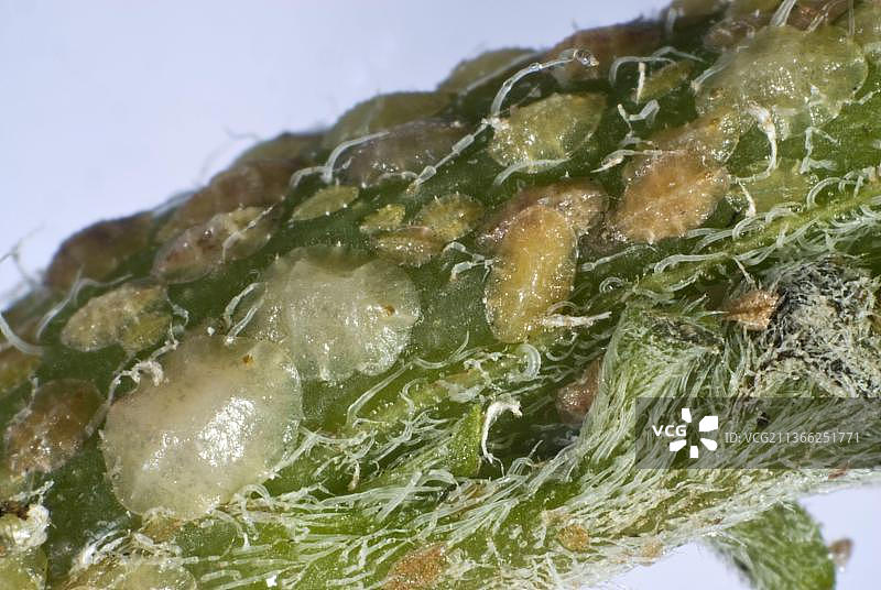 咖啡树上的半球形咖啡介壳虫图片素材